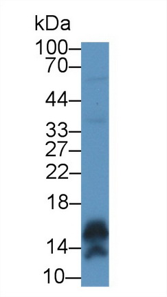 9239
