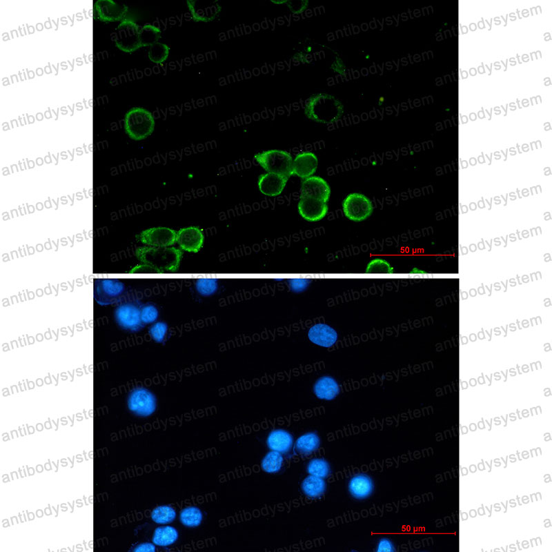 Валидация IF - AntibodySystem RHD90001