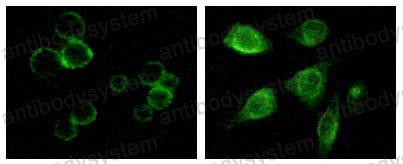 Валидация IF - AntibodySystem RHG08903