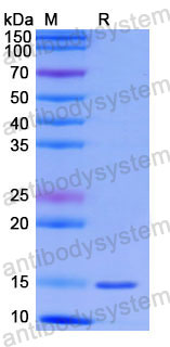 Валидация SDS-PAGE - AntibodySystem RHG31402