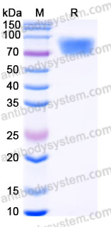 AHJ14803, SDS-PAGE
