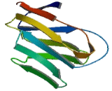 Lymphocyte Function Associated Antigen 3 (LFA3)