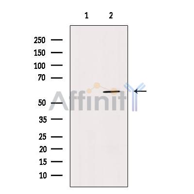 Валидация Affinity DF7424 - 19165