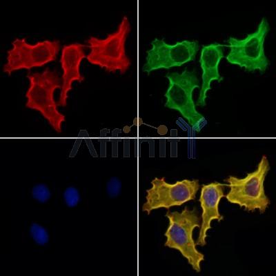 Валидация Affinity DF12188 - 6423