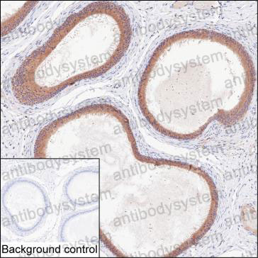 Валидация AntibodySystem RHH43602