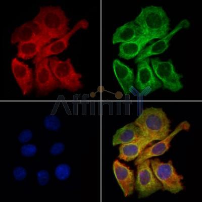 Валидация Affinity DF4988 - 16842