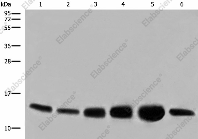 Вестерн-блоттинг, COX6C, клетки HEPG2, HUVEC, NIH/3T3, PC-3 и ткань сердца человека и мыши