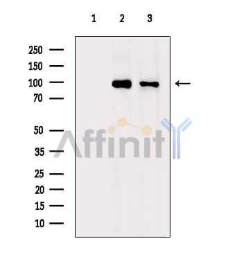Валидация Affinity DF15859 - 12366