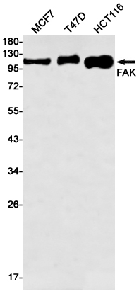 Валидация WB - AssayVector ARM2215 (1217)