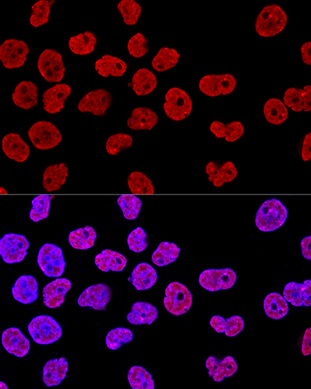 Валидация Elabscience E-AB-62359