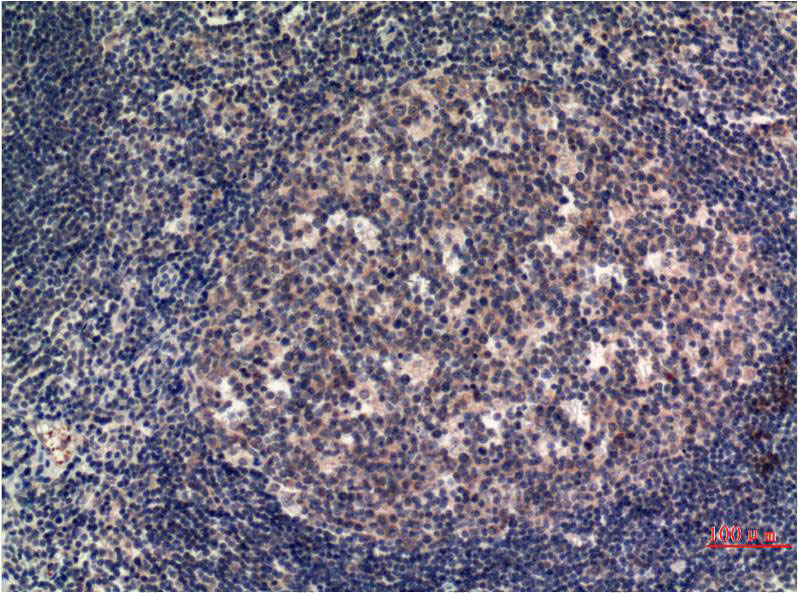 Валидация AntibodySystem RHJ23605 (3355)