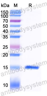 Валидация SDS-PAGE - AntibodySystem RHJ92704