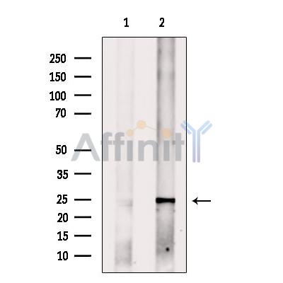 Валидация Affinity DF4153 - 15472