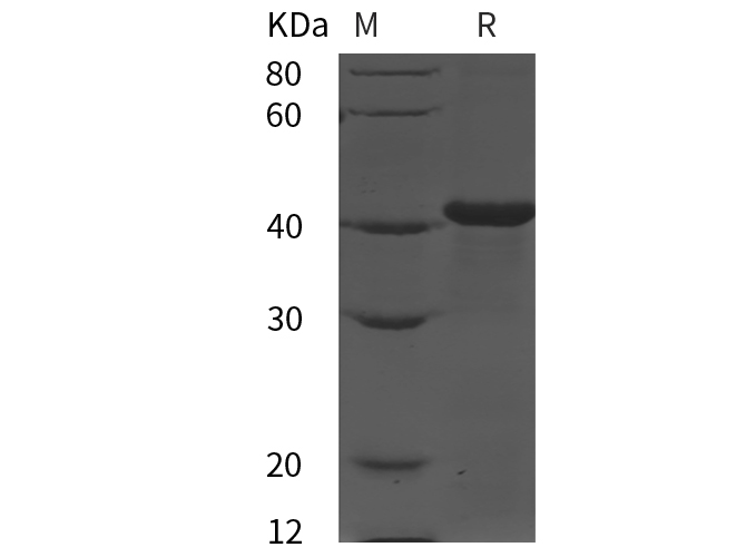 Валидация Elabscience PDEH100943(361)