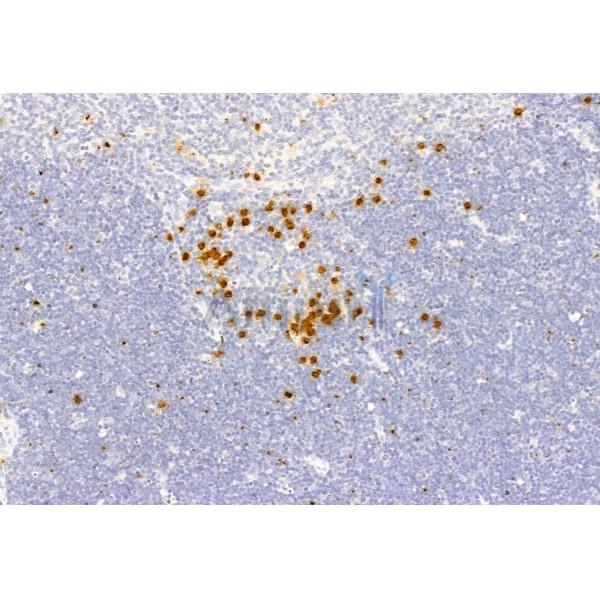 Валидация Affinity DF7596 - 19366