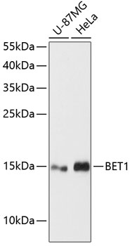 Валидация Elabscience E-AB-64438