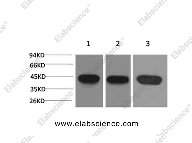 Вестерн-блоттинг, ACTA2, клетки HeLa, клетки 3T3, ткань мозга крысы