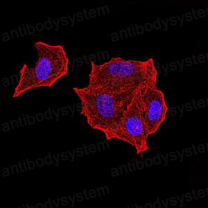 Валидация IF - AntibodySystem RHH16402 (1317)