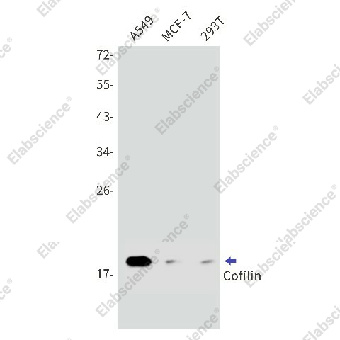 Вестерн-блоттинг, Cofilin, клетки A549, MCF-7, 293T