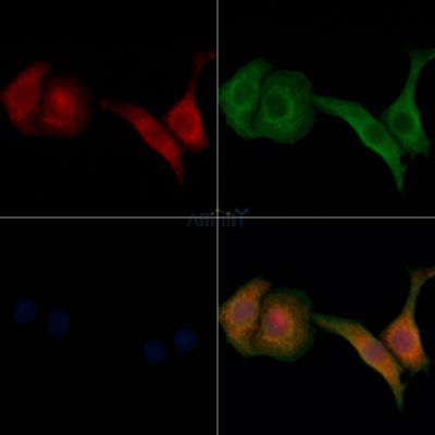 Валидация Affinity DF6538 - 17969