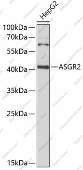 Вестерн-блоттинг, ASGR2, клетки HepG2