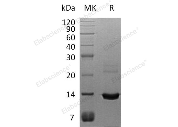 Валидация Elabscience PKSH033008(3392)