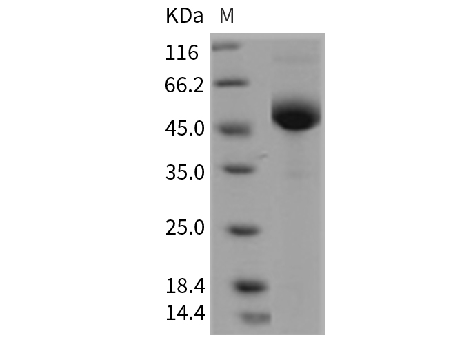 Валидация Elabscience PKSM040358(4362)
