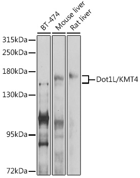 Валидация Elabscience E-AB-90263