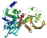 Protein Tyrosine Phosphatase Receptor Type F (PTPRF) Protein Tyrosine Phosphatase Receptor Type F (PTPRF)