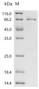 SDS-PAGE