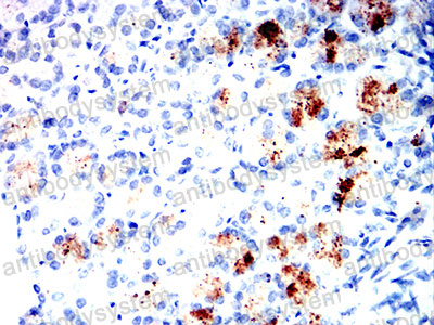 Валидация AntibodySystem RHF96003 (2752)