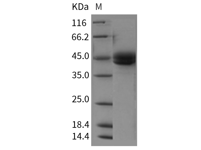 Валидация Elabscience PKSR030191(5554)