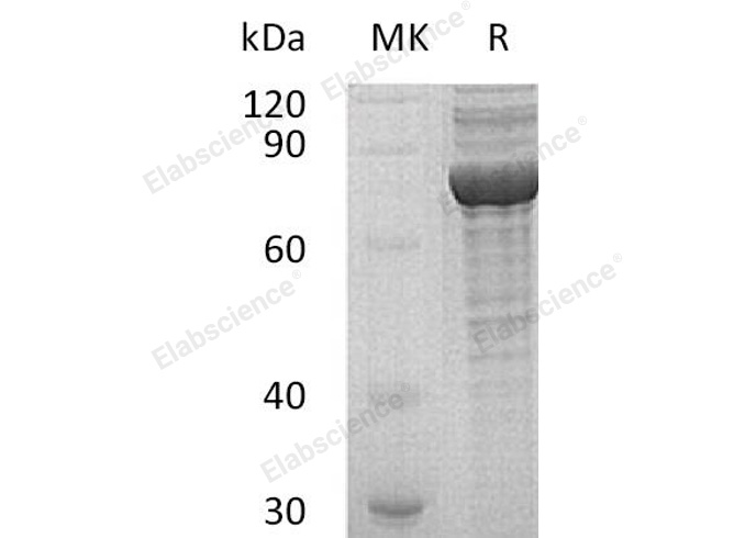 Валидация Elabscience PKSH032242(2752)