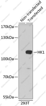 Вестерн-блоттинг, HK1, клетки 293T