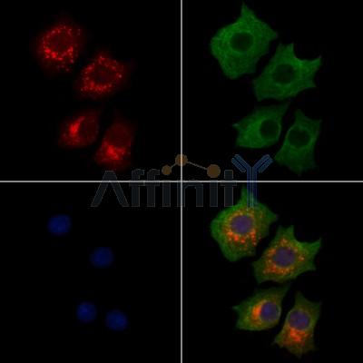 Валидация Affinity DF13122 - 8039