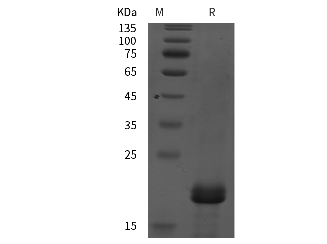 Валидация Elabscience PDEH100911(338)