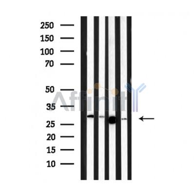 Валидация Affinity DF4152 - 15470