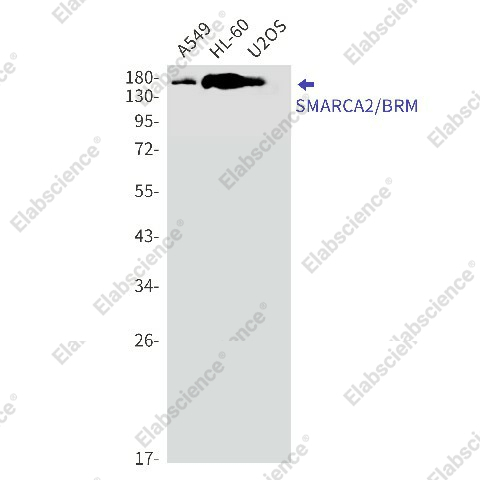 Вестерн-блоттинг, SMARCA2/BRM, клетки A549, HL-60, U2OS
