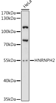Валидация Elabscience E-AB-65989