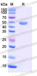 EHE16901, SDS-PAGE