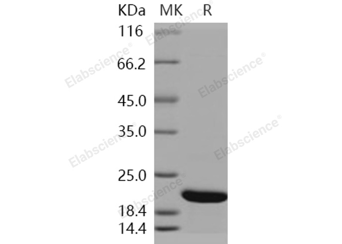 Валидация Elabscience PKSH031115(1896)