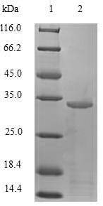 SDS-PAGE