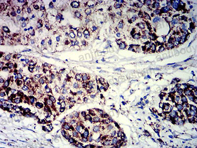 Валидация AntibodySystem RHB96103 (491)