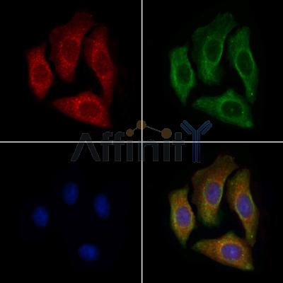 Валидация Affinity AF7706 - 4396