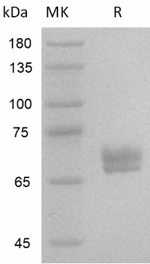 Валидация Elabscience PKSH033972(4203)