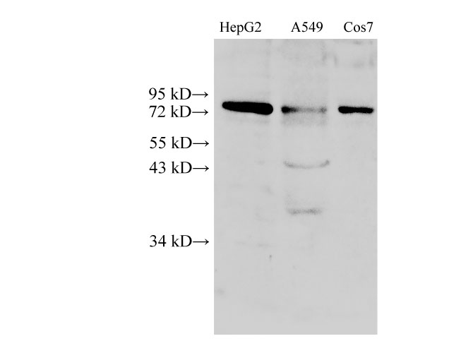 Вестерн-блоттинг, DRP1, клетки HepG2, A549 и Cos7
