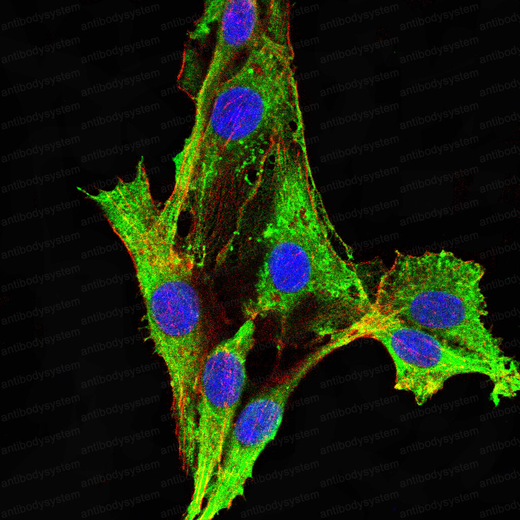 Валидация IF - AntibodySystem RHD75202 (708)