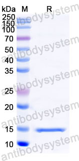 Валидация SDS-PAGE - AntibodySystem RHC21003