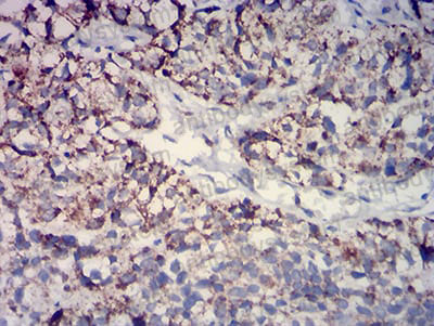 Валидация AntibodySystem RHH38002 (3287)