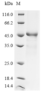 SDS-PAGE